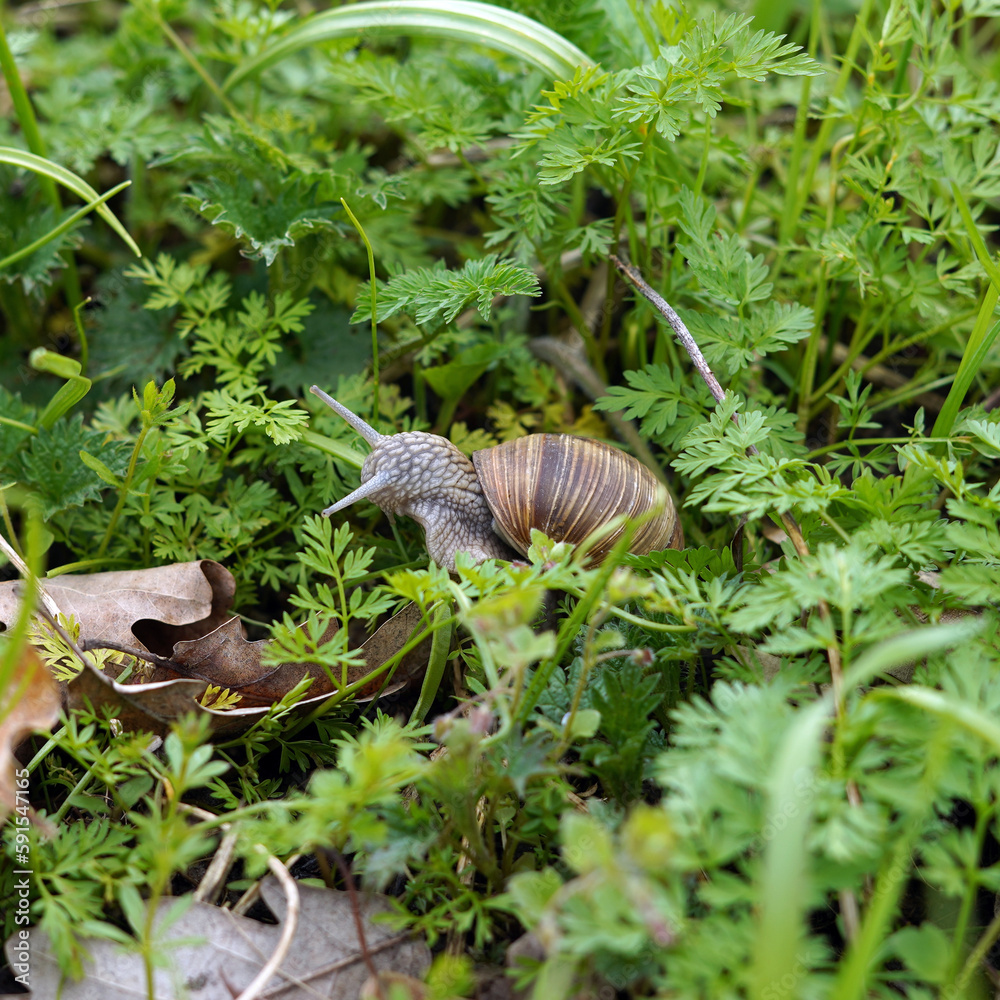 A snail in the grass. Nibbles leaves. A snail in the grass. Nibbles leaves.