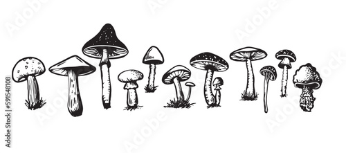 Mushrooms set hand drawn illustrations  vector.