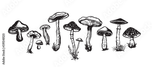 Mushrooms set hand drawn illustrations, vector.