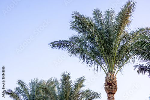 Palmen und blauer Himmel im Urlaub, Ägypten, Makadi Bay photo