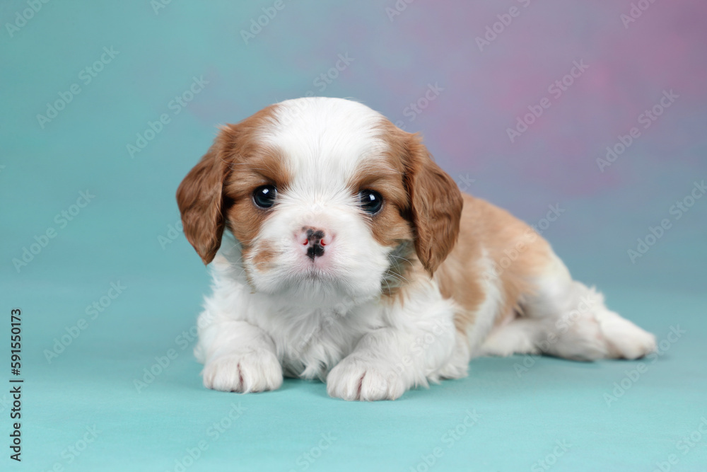 Cute little cavalier king charles spaniel puppy on colorful background