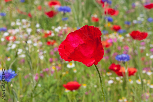 red poppy on meadow at summer