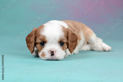 Cute little cavalier king charles spaniel puppy on colorful background