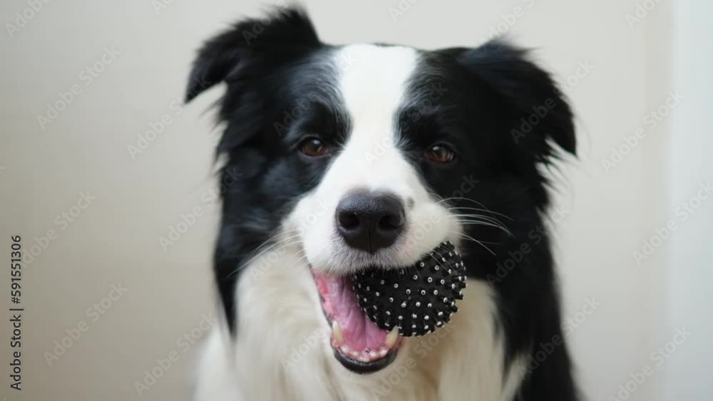 Pet activity. Funny puppy dog border collie holding toy ball in mouth on white background. Purebred pet dog wants to playing with owner. Love for pets friendship companion concept Pet activity. Funny puppy dog border collie holding toy ball in mouth on white background. Purebred pet dog wants to playing with owner. Love for pets friendship companion concept