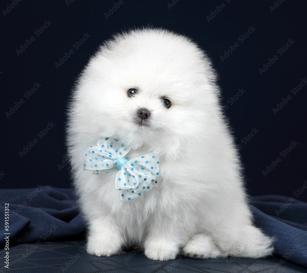 Cute fluffy Pomeranian puppy with a blue bow