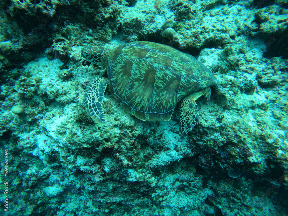 Fototapeta premium coral reef and diver