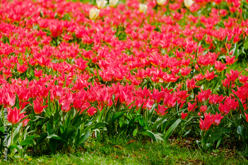 colorful blooming tulips flowers in early spring colorful blooming tulips flowers in early spring