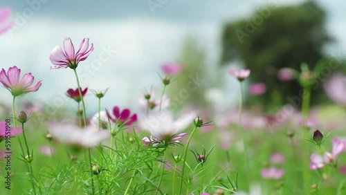 Landscape of colorful blossom flowers in the large field blowing with the wind. 