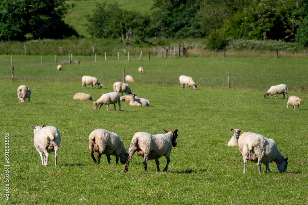A flock of sheep on a meadow, summer. Livestock farm in Ireland. Grazing animals on the farm. Herd of sheep on green grass field