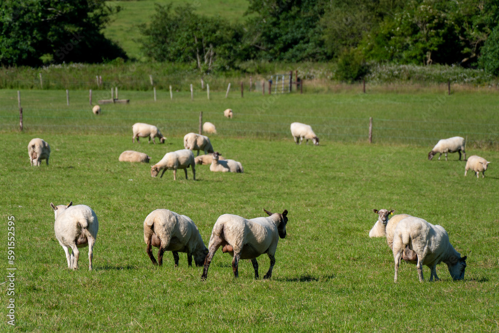A flock of sheep on a meadow, summer. Livestock farm in Ireland. Grazing animals on the farm. Herd of sheep on green grass field A flock of sheep on a meadow, summer. Livestock farm in Ireland. Grazing animals on the farm. Herd of sheep on green grass field