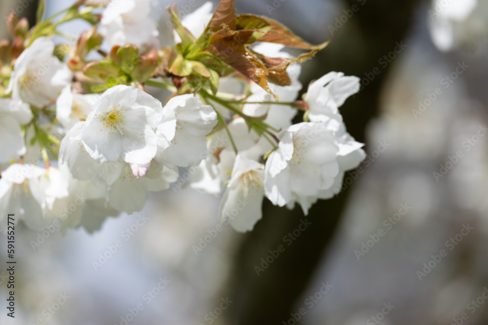 Blossoming Tree in Spring. Spring time in nature Blossoming Tree in Spring. Spring time in nature