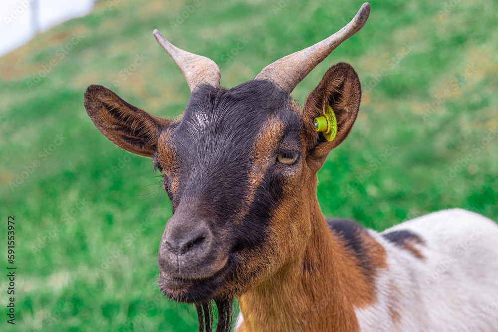 Close up of a goat