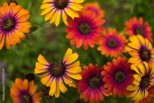 gerberas are blooming