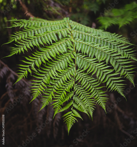 Silver Fern in a rainforest...