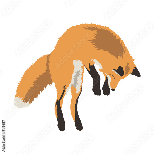 Realistic red fox in a jump vector illustration