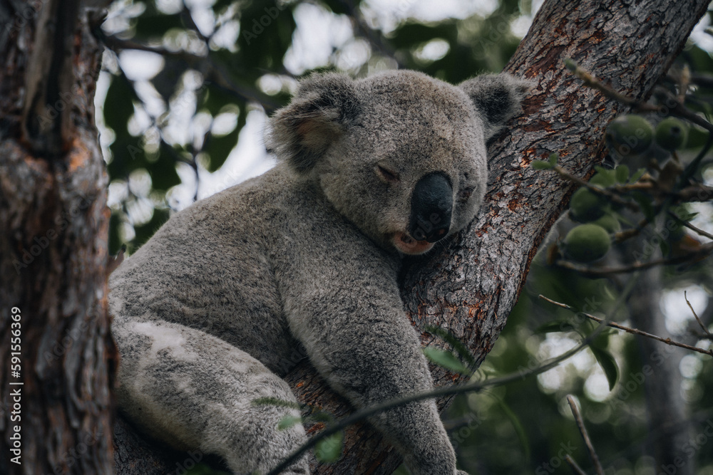 Obraz premium koala resting and sleeping on his tree with a cute smile. Australia, Queensland.