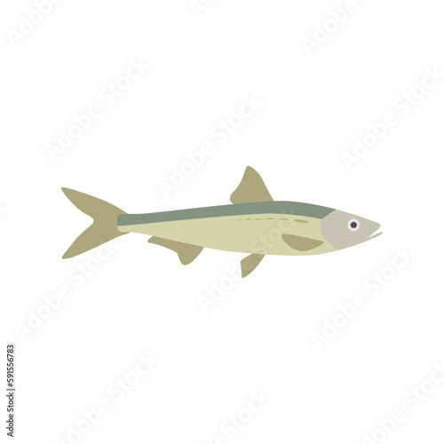 saltwater fish flat design vector illustration. fresh fish icon seafood logo. can be use for restaurant, fishing logo