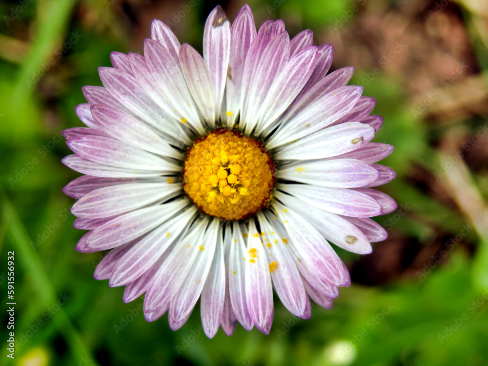 Fototapeta premium Close up of a newly opened daisy showing almost transparent petals with pink fringing 
