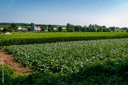 A View of Farmlands with Fields of Corn and Alfalfa, Barns and Silos on a Sunny Summer Day