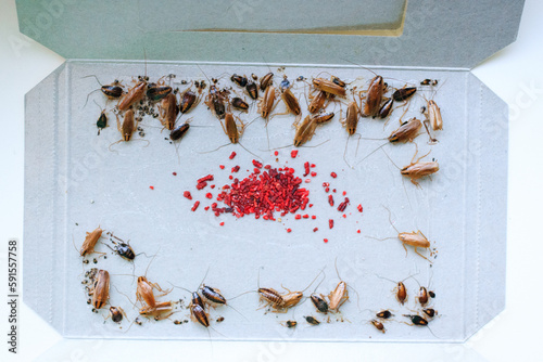 cockroach bait lured many big and small cockroaches into the sticky trap, insect control at home, many cockroaches caught in the sticky trap © ig_royal
