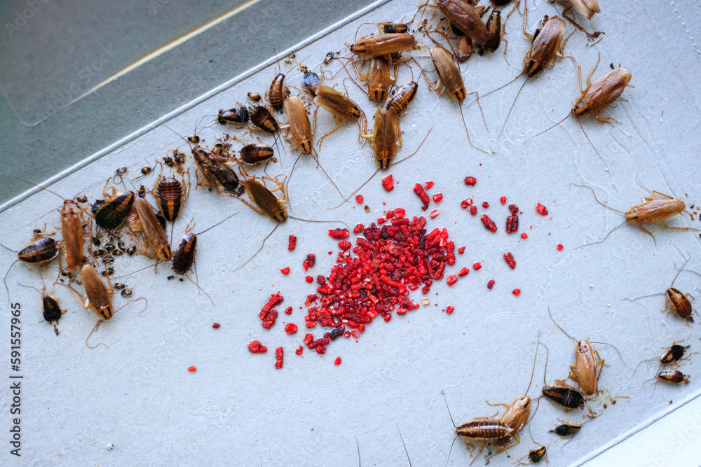 Cockroach Traps | Non-Toxic Bait & Sticky Traps for Roaches