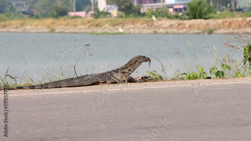 A lizard The Asian water monitor (Varanus salvator) eats a carcass on the side of the road, Thailand photo