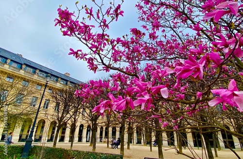 Tableau sur toile Magnolia flowers in bloom in the park of Palais Royal in central Paris