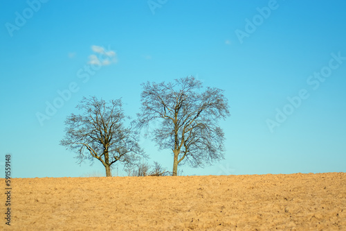 Krajobraz dwa drzewa na horyzoncie na tle niebieskiego nieba z jedną chmurą. 