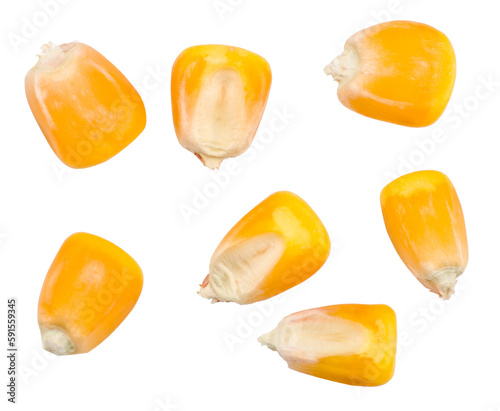 Corn isolated on white background, top view