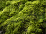 Magische Mooswelten: Faszinierende Moosstrukturen, grüne Textur, Naturschönheit, mikroskopische Welt, biologische Vielfalt - Ideal für Umweltthemen, Ökologie & inspirierende Naturfotografie 14