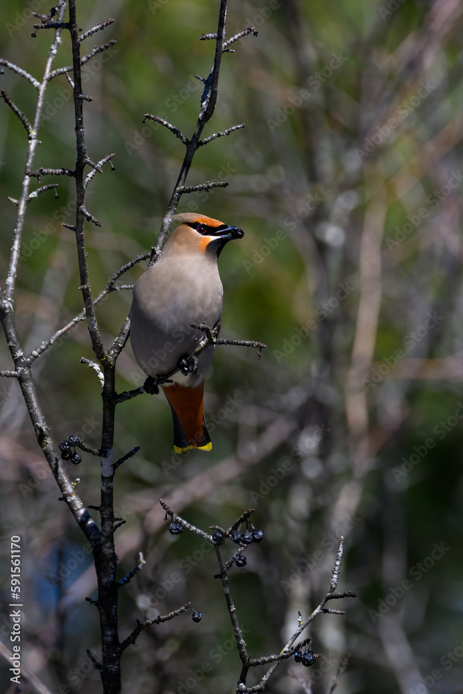 Fototapeta premium Bohemian Waxwing foraging on berries in early spring on green background