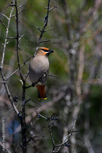 Bohemian Waxwing foraging on berries in early spring on green background