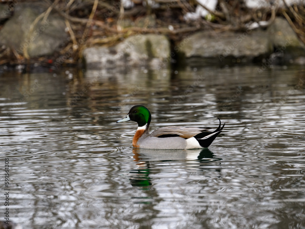Hybrid of mallard and pintail swimming on the pond in early Spring Hybrid of mallard and pintail swimming on the pond in early Spring