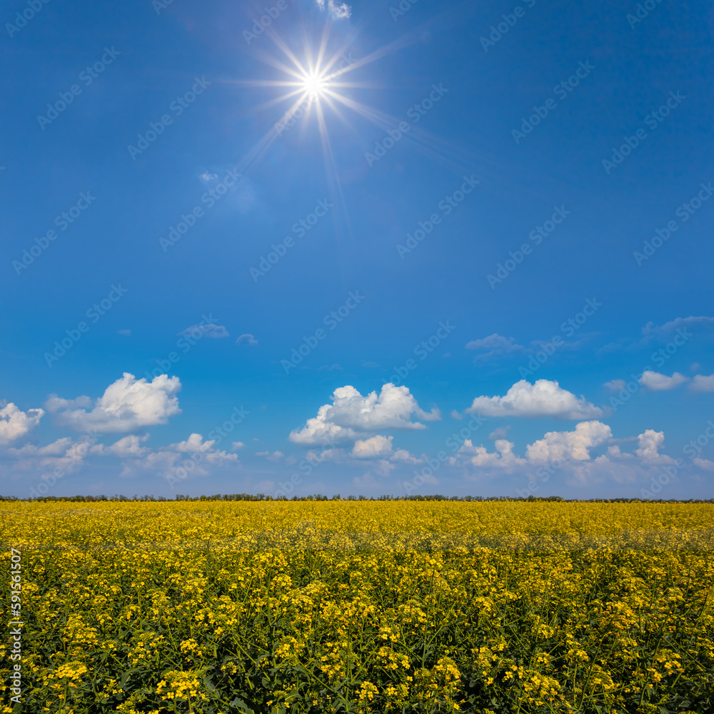 Obraz premium wide yellow rape field at hot summer sunny day