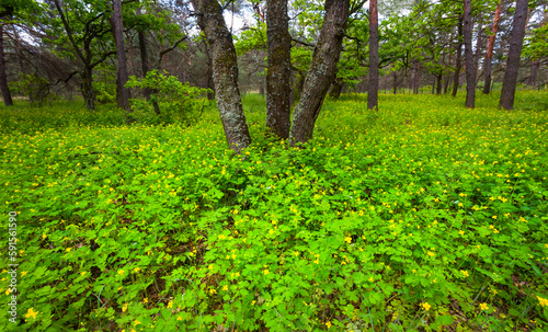 Fototapeta Naklejka Na Ścianę i Meble -  summer forest glade covered by flowers, summer outdoor scene