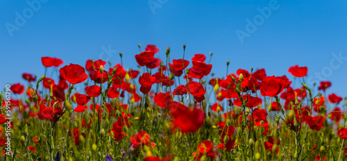 closeup heap of red poppy flowers on blue sky background, summer outdoor scene