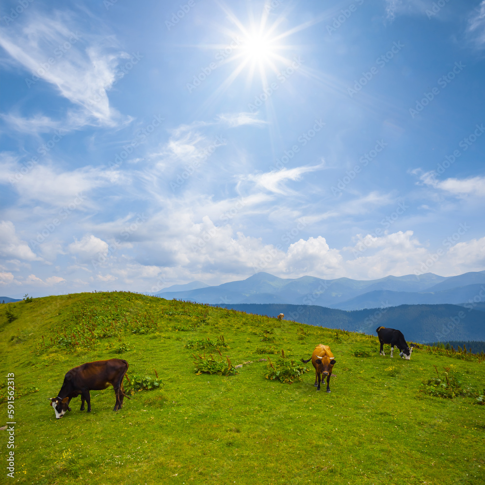 brown cow herd graze in mountain at summer sunny day brown cow herd graze in mountain at summer sunny day