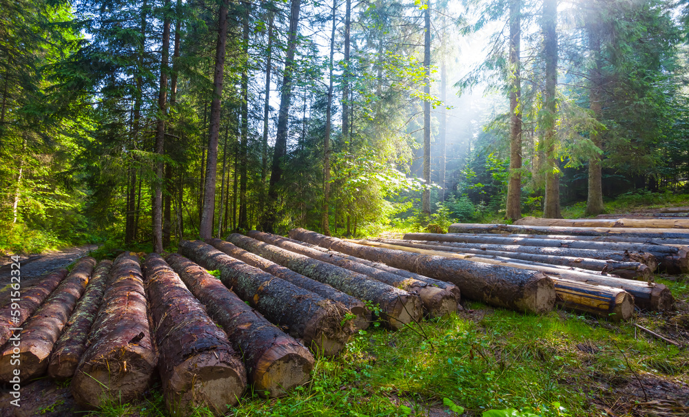 heap of fir tree trunk lie in summer forest heap of fir tree trunk lie in summer forest