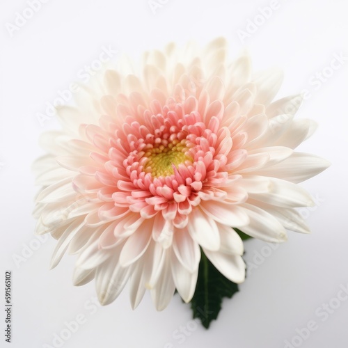 pink gerber daisy isolated