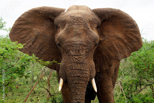 Elephant on alert, Umfolozi National Park, South Africa photo