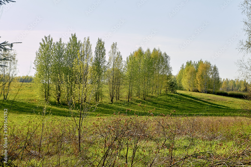 Rural landscape through the branches of a tree. Belarus.