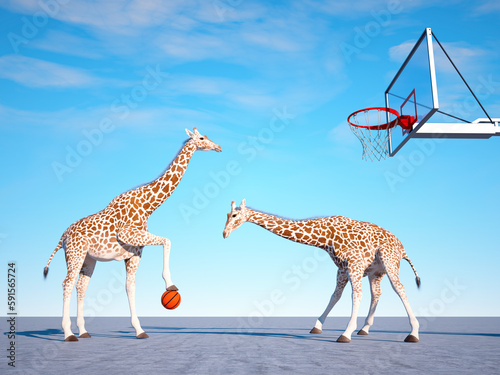 Photography Two giraffes playing basketball. Sport concept.