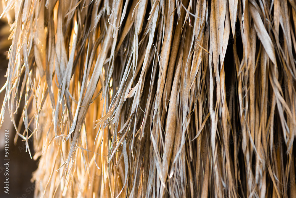 Dry palm leaves hang down. Lots of dry leaves. Sunlight shines from the left and illuminates the leaves. Dry palm leaves hang down. Lots of dry leaves. Sunlight shines from the left and illuminates the leaves.