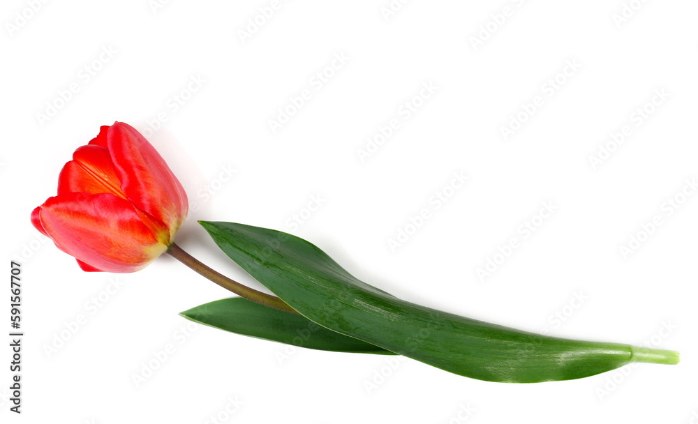 Red tulip isolated on white, top view Red tulip isolated on white, top view