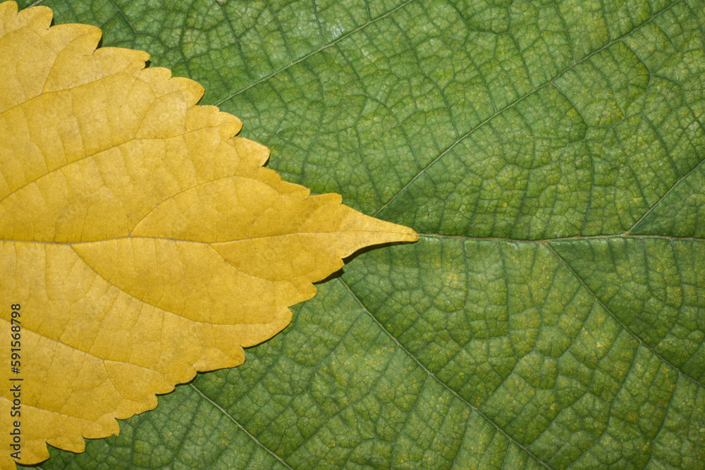 Obraz premium Closeup view of mulberry yellow and green leaves. Mulberry leaf isolated background.