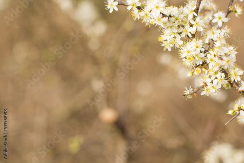 Close-up photo of white flowers on tree with blurred background.