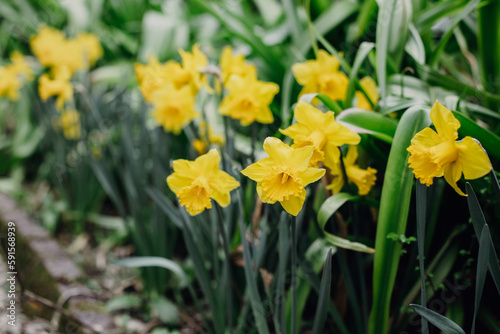 Beautiful flowers of yellow daffodil (narcissus) in a garden.