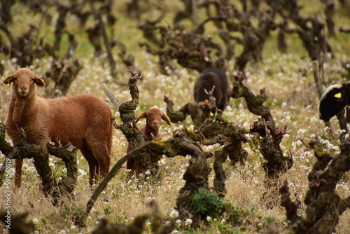 Un désherbant naturel : le mouton