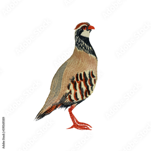 Hand drawn watercolor drawing of Red-legged partridge (Alectoris rufa) on a white background