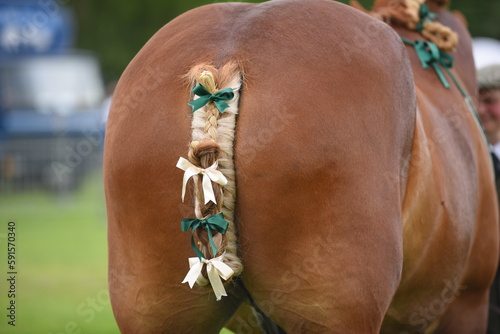 Φωτογραφία Heavy horse, shire with traditional ribbons, flights, mane roll and tail sprigs